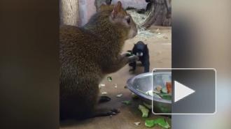 Ленинградский зоопарк показал дерзкое хищение еды из миски агути