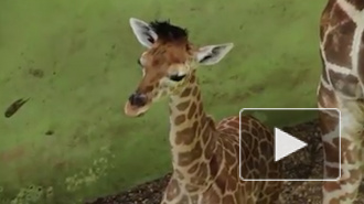 На Бали жирафа, родившегося во время пандемии, назвали Корона