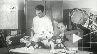 Белка и Стрелка отправились в космос 60 лет назад