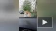 Наглый кот из Петербурга нашел себе дом