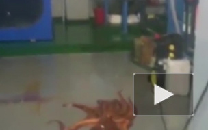 Забавное видео из Владивостока: гигантский осьминог сбежал из океанариума