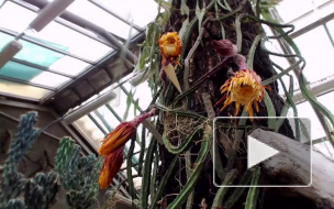 В Ботаническом саду распускается Царица ночи