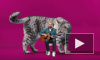 Семен Слепаков снял видео про "Котозависимость" с гигантским котом