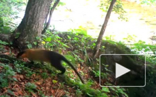 В Приморье фотоловушка сняла яркого тропического зверя - уссурийскую куницу