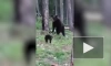 Домашний кот Вася дал отпор дикому медведю и попал на видео