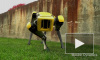 Видео: Boston Dynamics показали своего самого милого робота