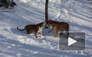 Свидание тигра Амура попало на видео