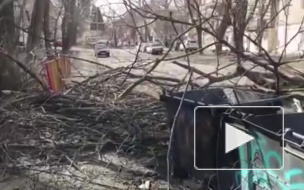 В Одессе из-за шторма "Юля" женщину насмерть придавило деревом