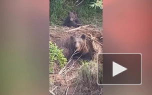 На Сахалине из браконьерских сетей спасли медведицу с медвежонком