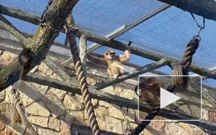Обезьяны Ленинградского зоопарка чуют приближение весны