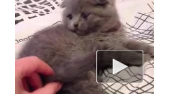 кошак