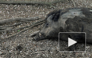 Голодный кабанчик погиб под колесами автомобиля в Петербурге