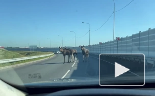 В Колпинском районе к людям вышло стадо лосей