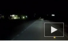 Появилось видео того, как тигр перебегает дорогу в городе Артем