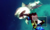 Схватка между акулой и дайвером попалa на видео