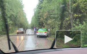 На автодорогу в Зеленогорске рухнуло дерево