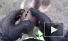 Милое видео из Австралии: Мужчина спас кенгуренка, который выпал из маминой "сумки"