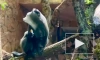 В Ленинградском зоопарке обновили вольер для мартышек Апаче и Чучи