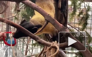 Видео: харза Катрина из Ленинградского зоопарка борется за сладкое