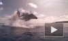 Дайверам удалось заснять в Тихом океане прыжок китенка 