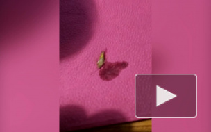 Петербуржца угостили пивом с тараканом в баре на Гороховой