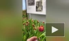 Тюльпаны расцвели на Думской башне в первый день весны