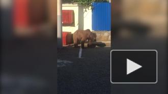 В Сочи больной медведь вышел к посту ДПС