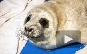 Центр реабилитации выпустил на волю спасенного тюлененка
