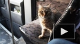 В Турции кошка стала виновником страшной аварии автобуса ...