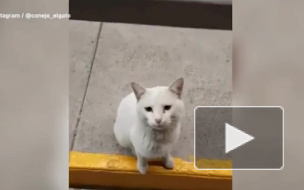 Бездомный кот придумал хитрый способ выпрашивать еду у прохожих и обрел дом