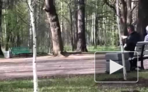 Видео: в Удельном парке пенсионер пытался забить голубей камнями