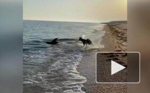 В Крыму дельфин подружился с псом и попал на видео