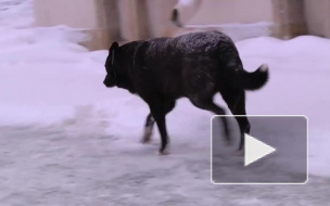 Петербургский депутат предложил отправлять в тюрьму живодеров, натравливающих собак