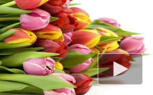 Идеи подарков на 8 Марта и поздравления любимым женщинам в стихах, прозе, прикольные смс с юмором