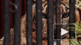 Хищников Ленинградского зоопарка кормят животными из Красной книги