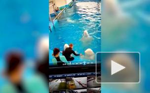 Приморский океанариум проверит видео с избиением белух