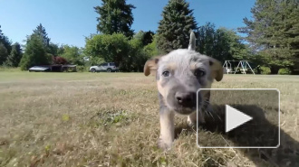 Роспотребнадзор напомнил о передающемся от собак опасном заболевании