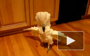 Пернатый дерзит :)