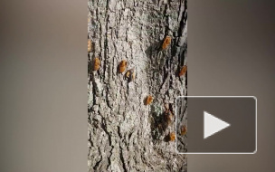 В США началось нашествие цикад