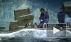 Видео: в Приморский океанариум привезли восемь пингвинов Гумбольдта