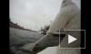 Белый арктический медведь проплыл на льдине по Москве-реке