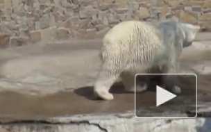 23 февраля в петербургском зоопарке отметят День белого медведя