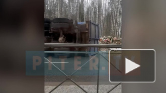 Видео: на Суздальском проспекте мусоровоз завалился набок
