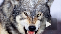 В номер американской спортсменки в Сочи забрался волк