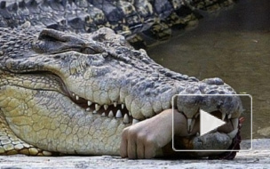 Крокодил-людоед в Петербурге: версии появления хищника в городе и его дальнейшая судьба