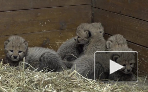 Милое видео из Праги: В зоопарке родились 5  детенышей гепарда