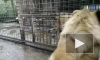 В центре "Велес" показали видео с повзрослевшим львенком по кличке Август
