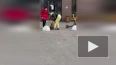 Жительница Кудрово избила собаку: видео