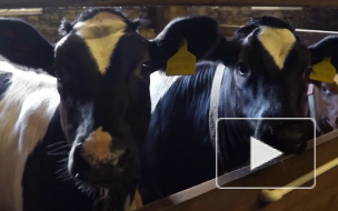 Россельхознадзор нашел опасную продукцию в трех регионах России