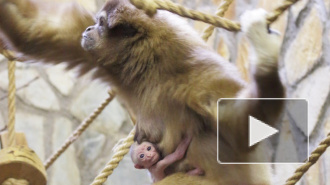 Ленинградский зоопарк выбирает имя малышу гиббона